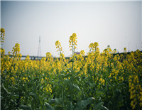 我們一起，踏著春天的腳步