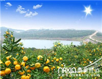 【逍遙自駕摘蜜桔  納新會員醉金秋】明日活動安排