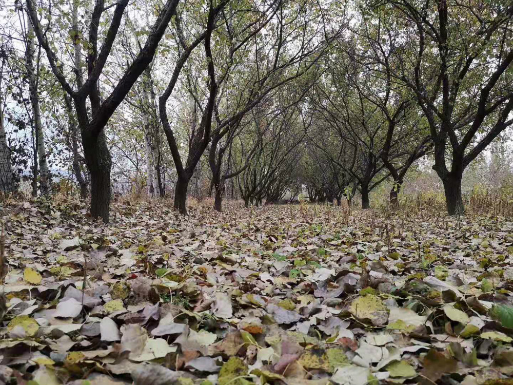 2019納新靈丘縣長城行——蕭太后城遺址