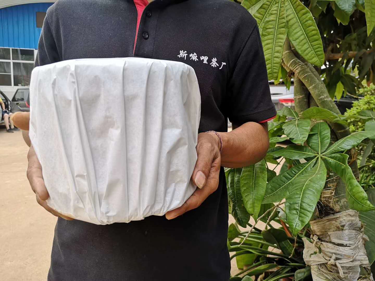 2020納新云南茶山行——推薦茶品納新“口糧一號”