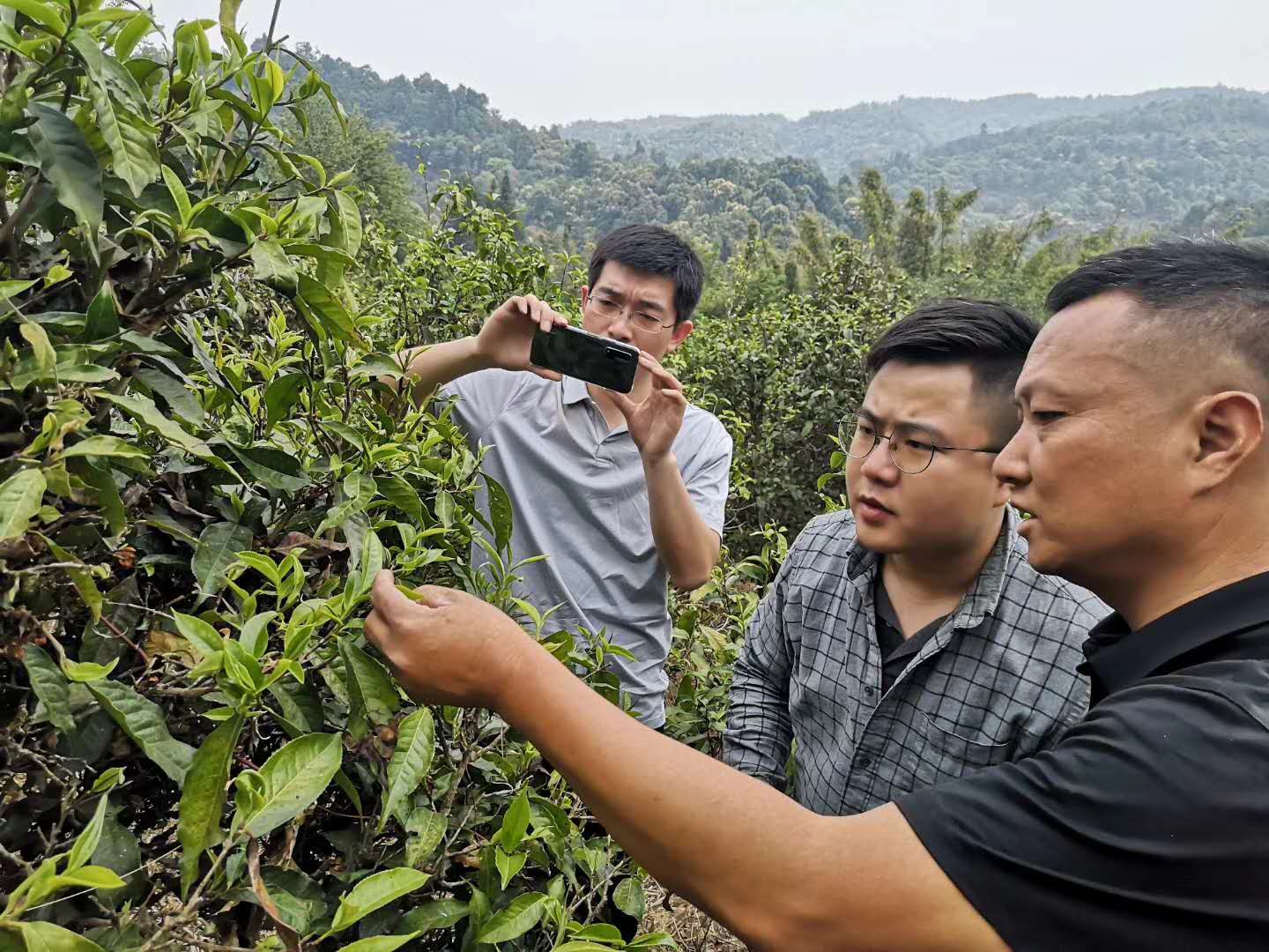 2020納新云南茶山行——老班章五寨之一：邦盆1