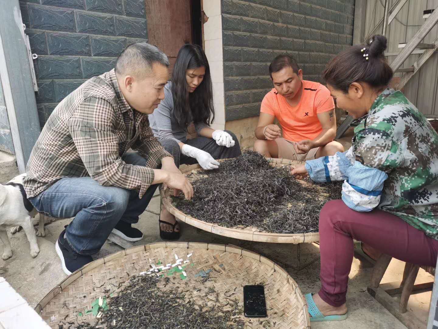 2020納新云南茶山行——廣別大樹1