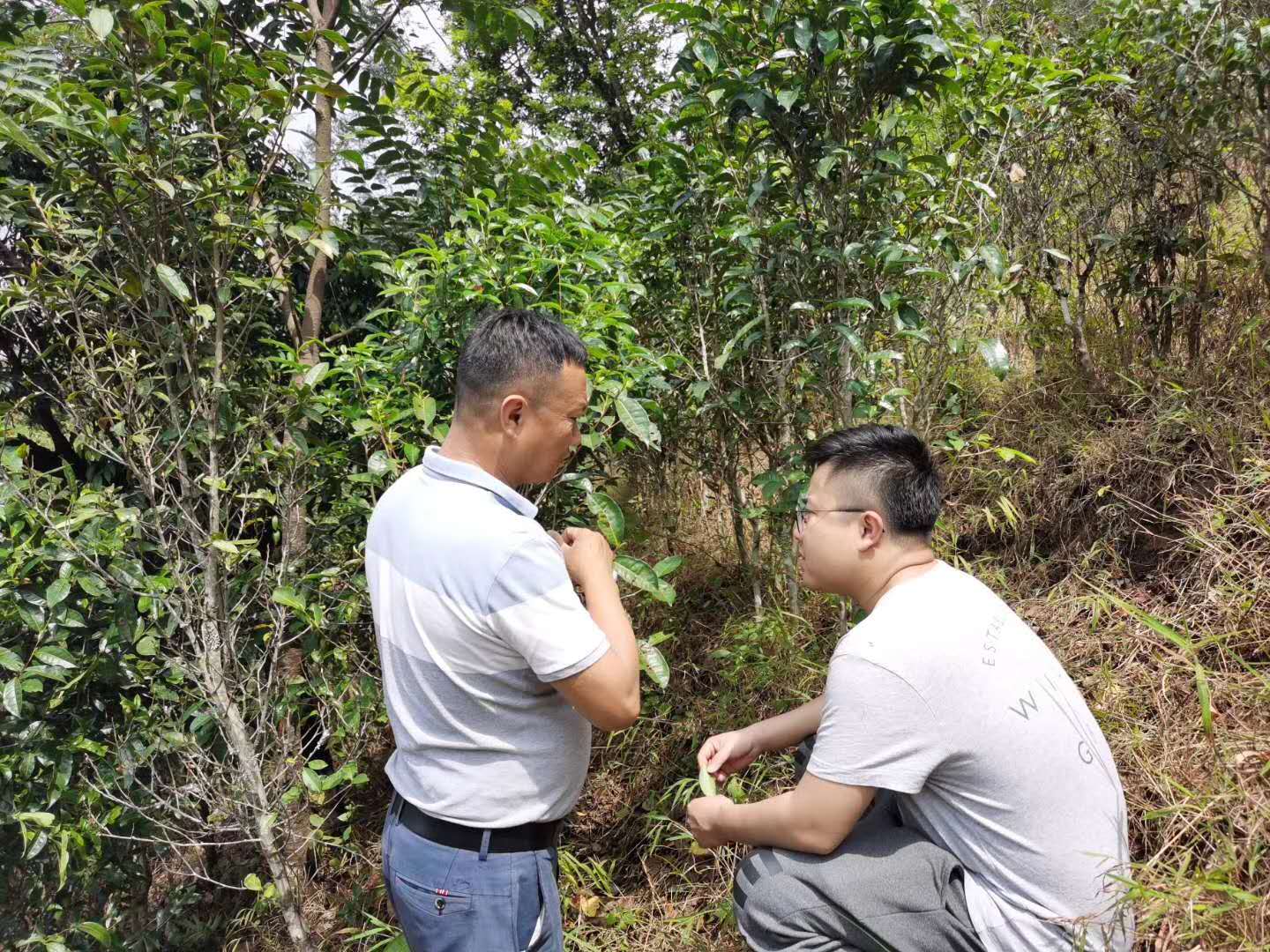 2020納新云南茶山行——勐海制茶學習基地已竣工2