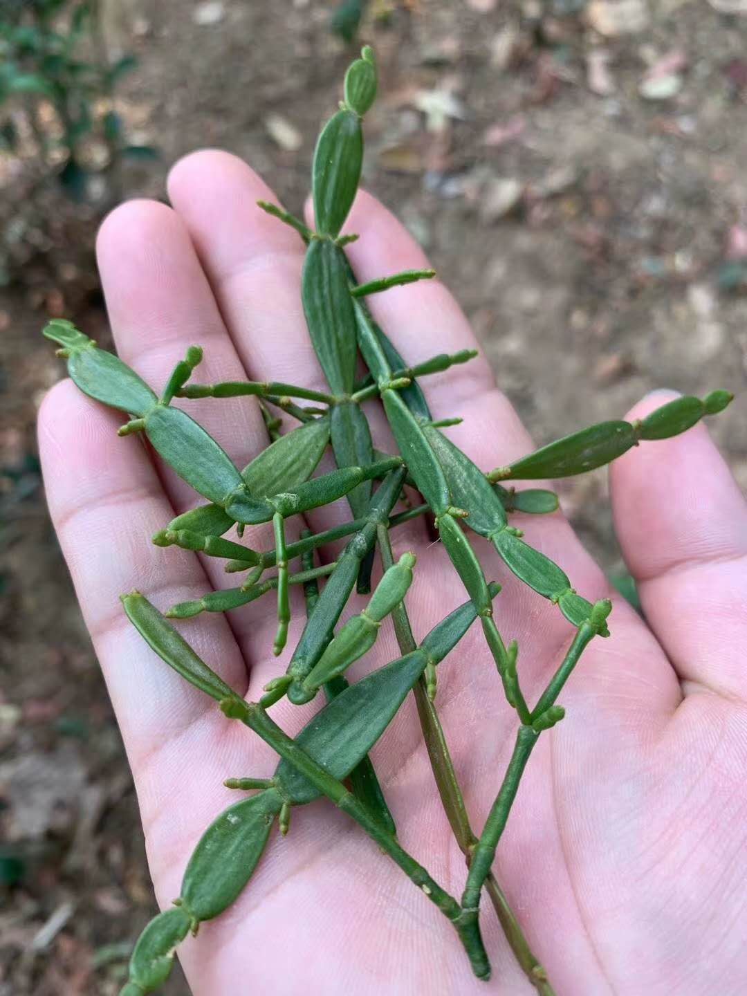 2020納新云南茶山行——景邁山2 螃蟹腳