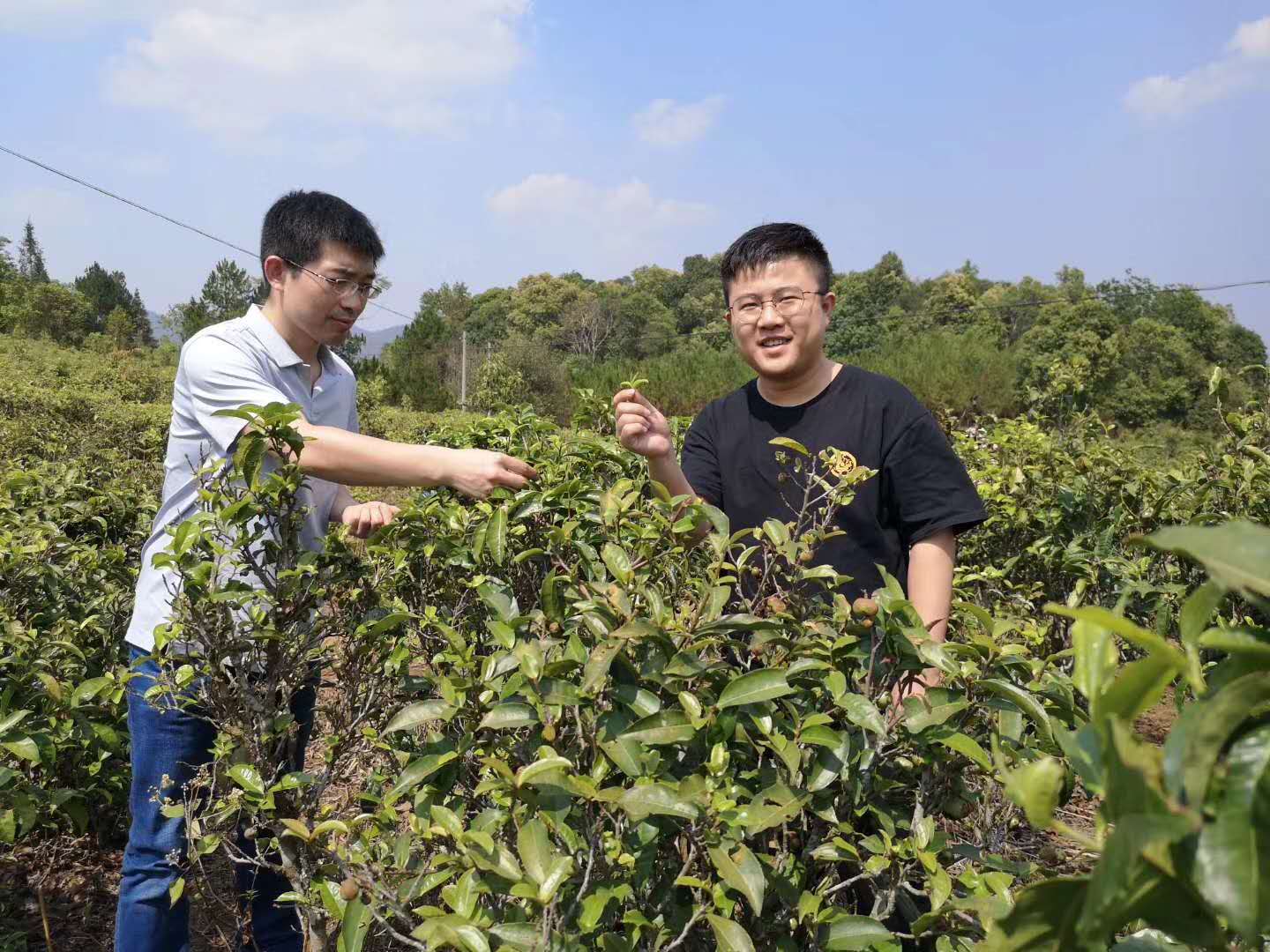 2020納新云南茶山行——星火山