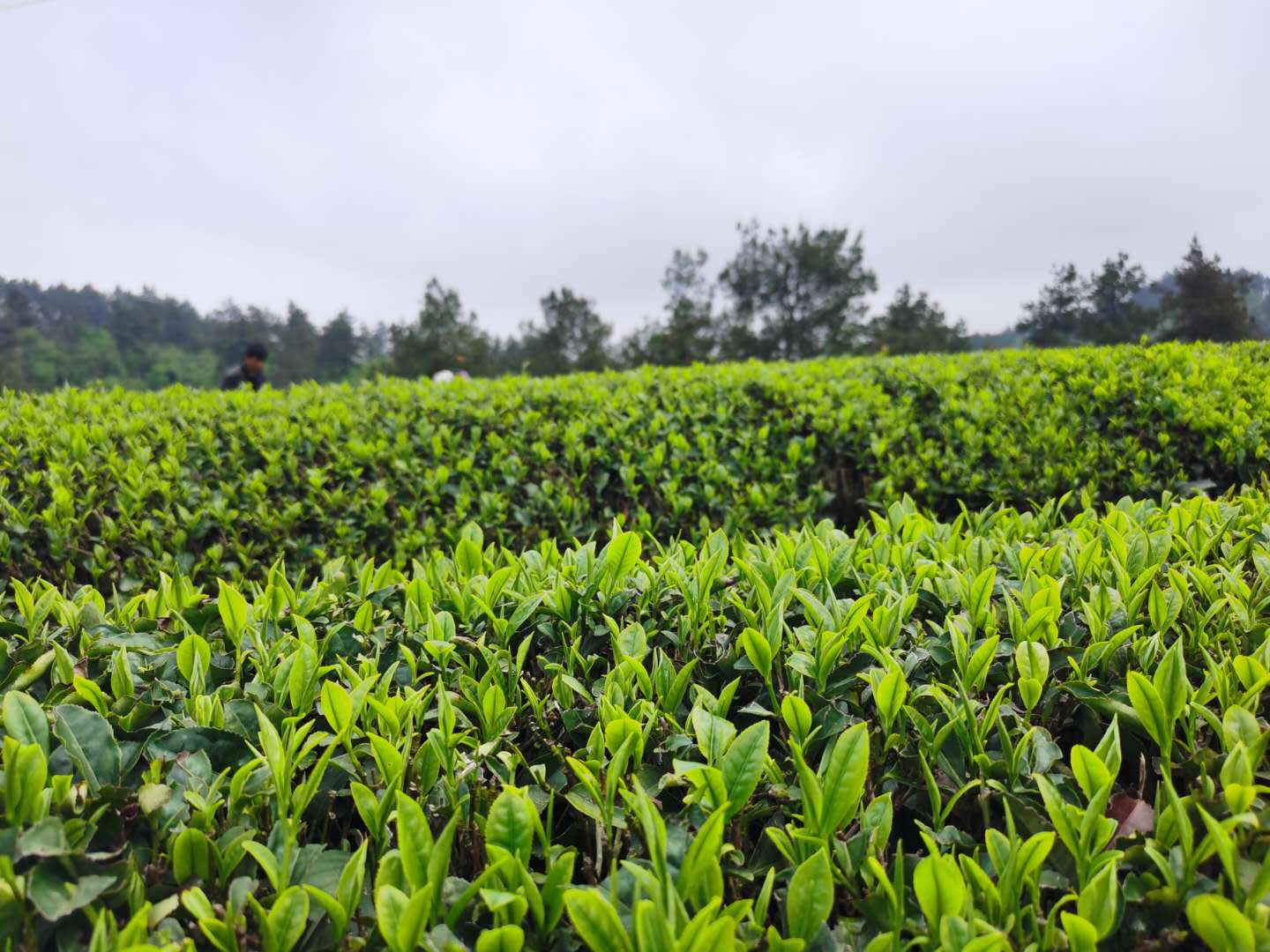 2020納新貴州鎮(zhèn)遠(yuǎn)茶山行——到達(dá)舞陽茶場