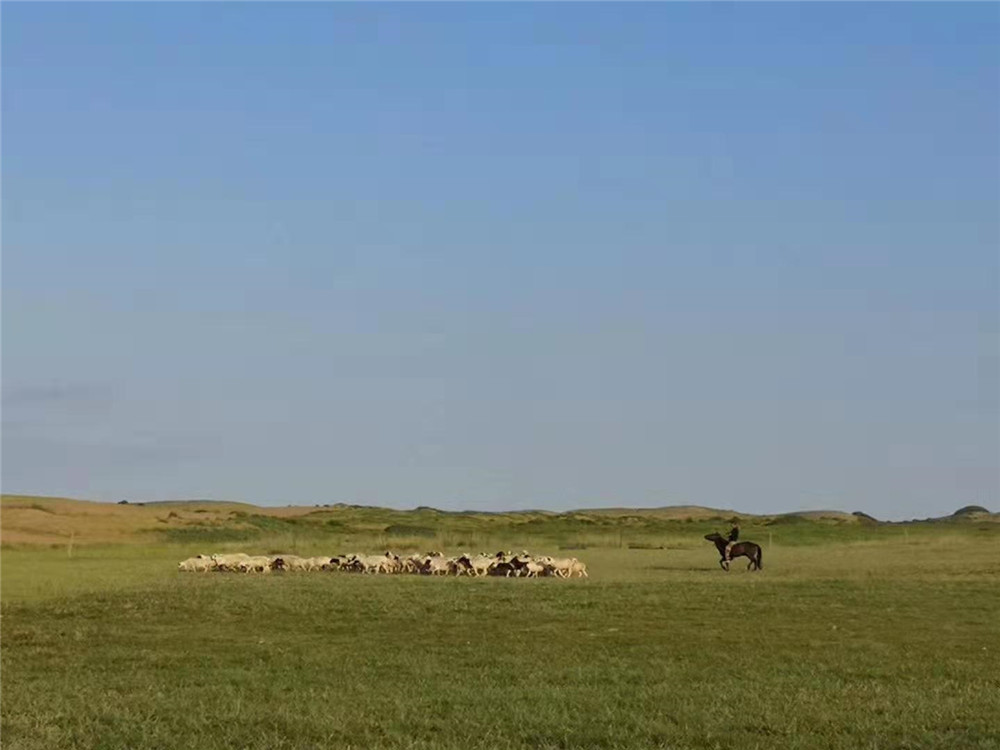2019納新草原行 —— 草原的早晨