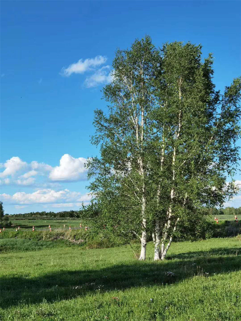 2020年納新草原行 —— 俊朗又妖嬈的白樺林