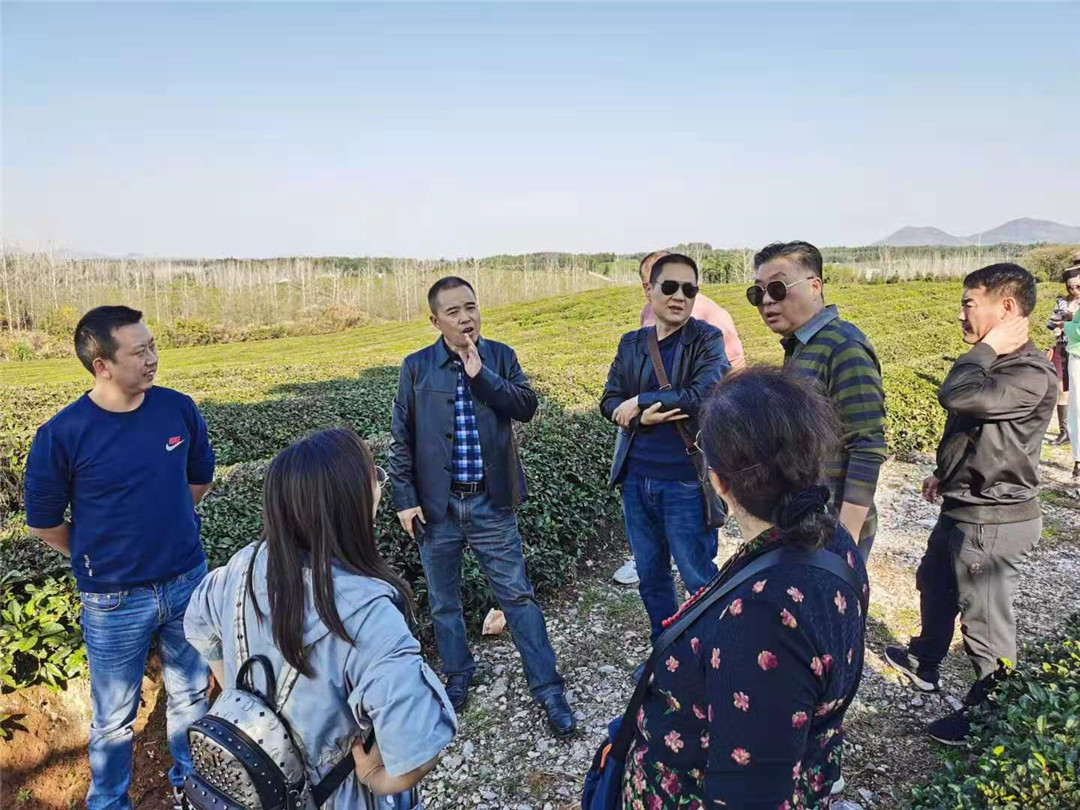 「探密羊樓洞明清石板街，尋訪中俄萬里茶道起點」2020納新茶業(yè)羊樓洞行——參觀趙李橋茶廠茶園基地