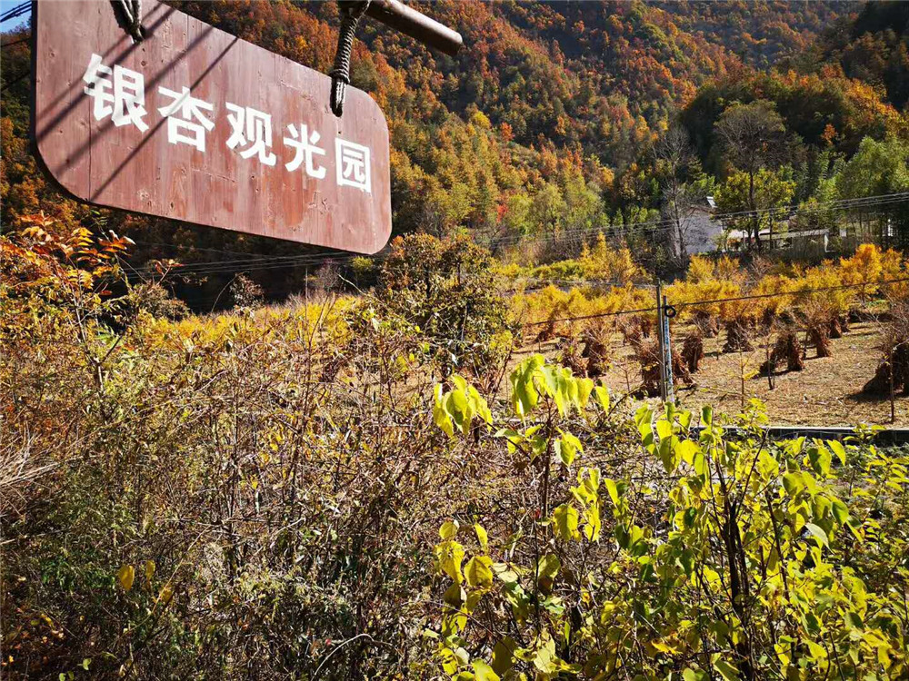 2018納新賞秋記 —— 留壩縣鄉(xiāng)村公路銀杏林